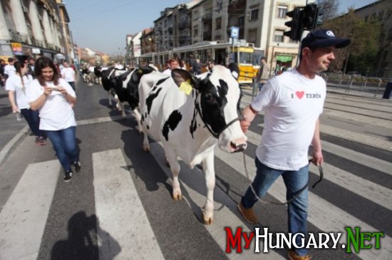 Венгерские производители молока провели акцию протеста
