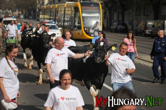 Венгерские производители молока провели акцию протеста