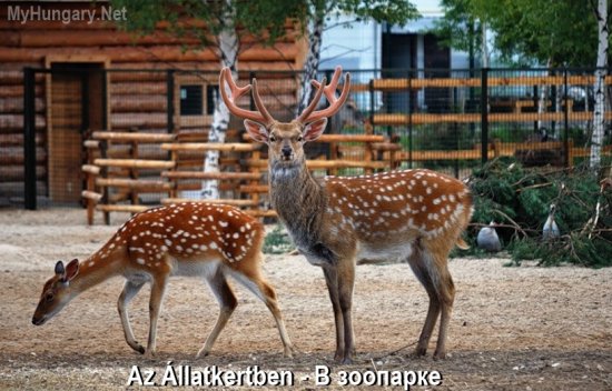 Венгерский язык - В зоопарке (Az Állatkertben)