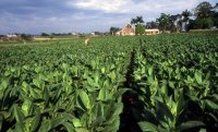 В Венгрии нехватка рабочей силы для сбора урожая табака