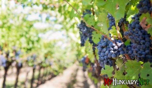В Венгрии самый большой урожай винограда за последние несколько лет