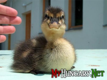 В скором времени водоемы Молдавии облюбуют утки из Венгрии