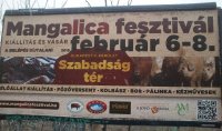 С 6 по 8 февраля в Будапеште пройдет фестиваль мангалицы
