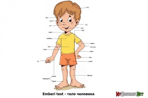 Венгерский язык - Тело человека (Emberi test)